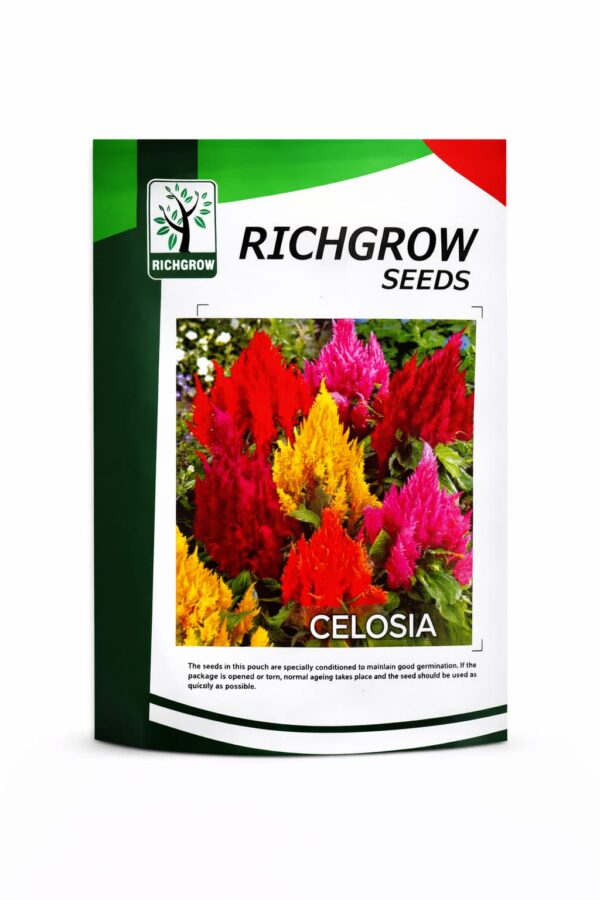 Celosia
